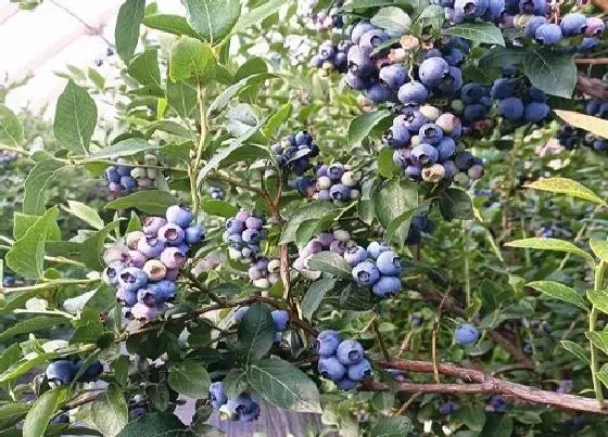 生长环境|蓝莓树的生长环境及生长地方条件