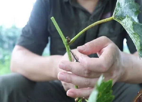 植物发芽|葡萄芽接最佳时间和技术方法