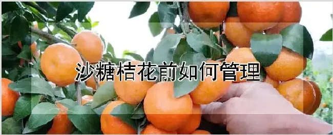 沙糖桔花前如何管理 | 农业科普