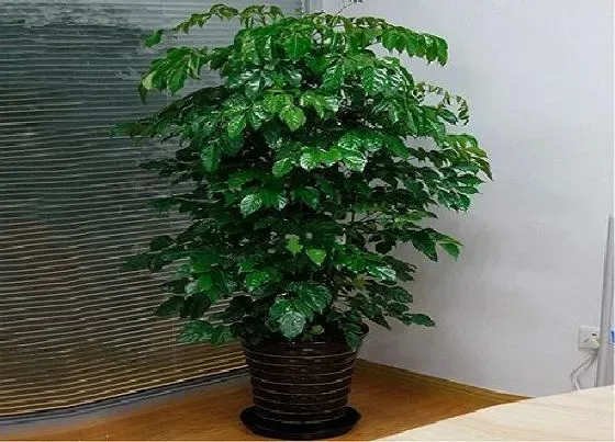 植物百科|平安树耐阴吗 是耐阴植物吗