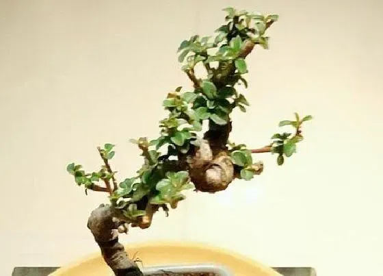 冬天植物|雀梅耐寒吗（雀梅盆景过冬的最低温度）