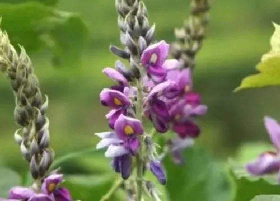 植物百科|金钱菖蒲开花吗 开花什么样子