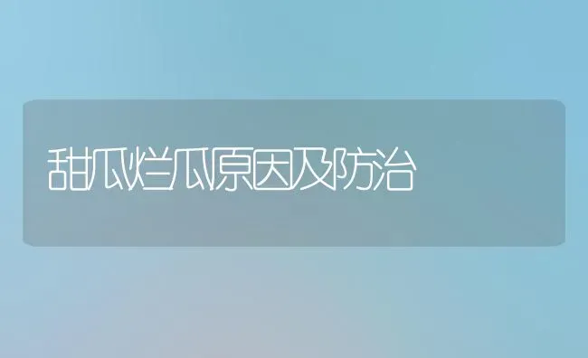 甜瓜烂瓜原因及防治 | 瓜果种植