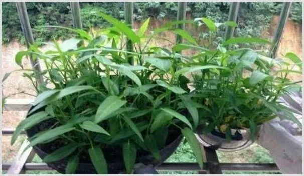 盆栽空心菜的种植方法及养护要点 | 农业科普