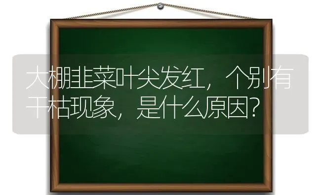 大棚韭菜叶尖发红，个别有干枯现象，是什么原因？ | 蔬菜种植