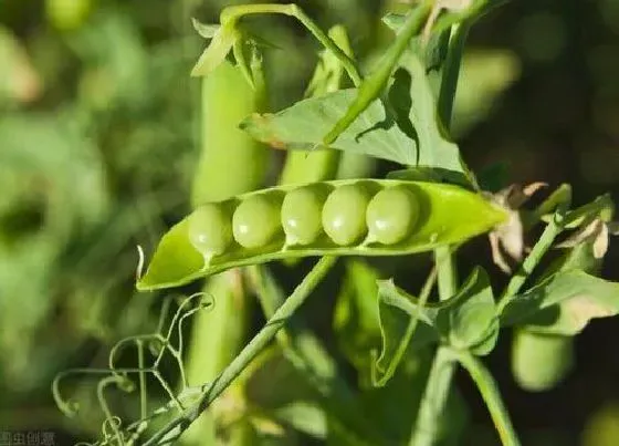 植物施肥|豌豆底肥放什么肥好，底肥施用方法）