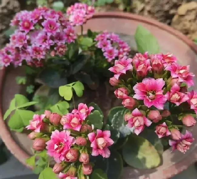 植物浇水|冬天怎样给长寿花浇水（冬天长寿花干到什么程度浇水）