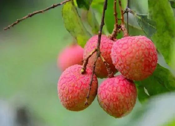 种植管理|四川可以种荔枝吗