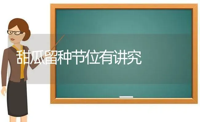 甜瓜留种节位有讲究 | 瓜果种植