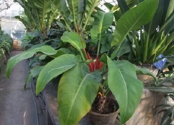 掉叶子|红苞喜林芋掉叶子怎么办