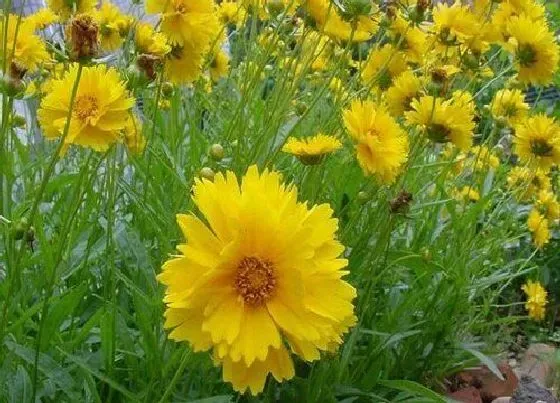 花卉百科|代表奋斗的花