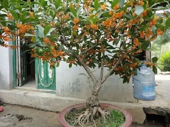 植物嫁接|桂花树嫁接时间和方法