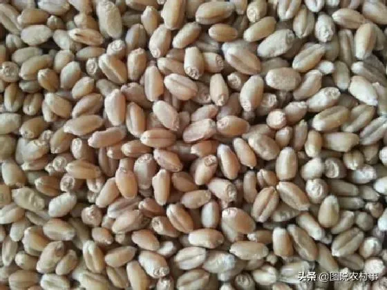 种子|麦种选什么样子的好（怎样选购小麦种子合适产量高）