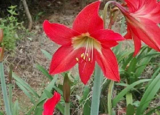 植物百科|球根花卉有哪些