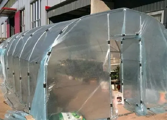植物排行|植物过冬的方式有哪些 花草冬天过冬防寒防冻方法