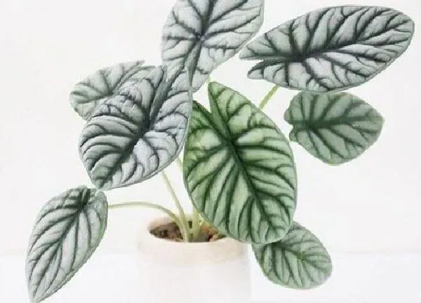 植物浇水|海芋多久浇一次水