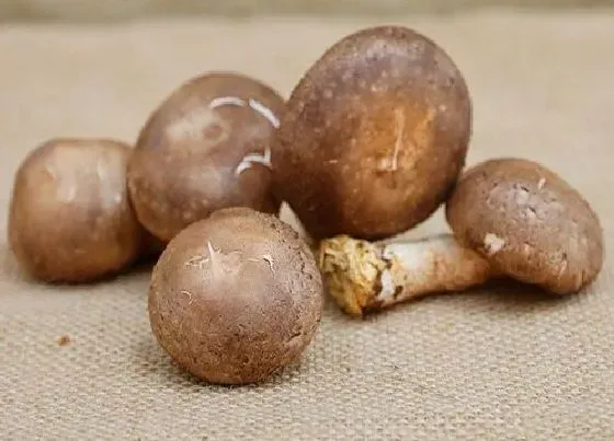 果实保存|鲜香菇可以直接冷冻保存吗（香菇能放冰箱冻起来再食用吗）