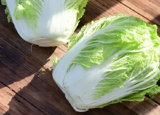 植物百科|黄芽菜又叫什么菜