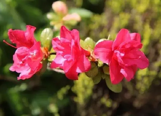 植物百科|映山红又叫什么花