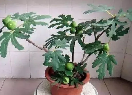 植物百科|无花果几月份发芽长叶（无花果树什么时候发芽结果）