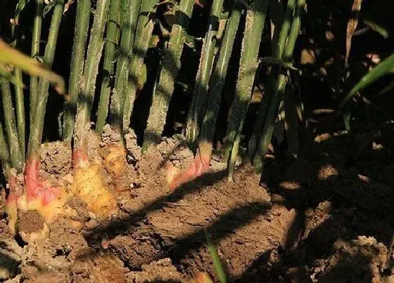 种植百科|生姜什么时候挖最好