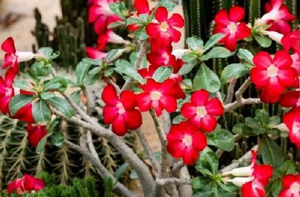 植物浇水|沙漠玫瑰花浇什么水好