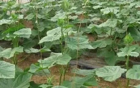 种植管理|黄瓜什么时间栽种最好产量高，黄瓜种植技术和栽种时间）