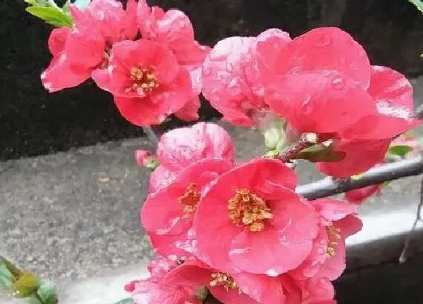 养殖科普|四季海棠适合在室内养吗