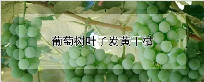 葡萄树叶子发黄干枯 | 自然知识