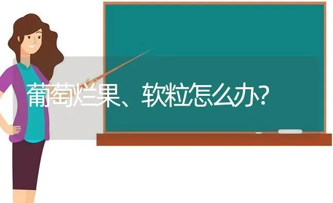 葡萄烂果、软粒怎么办？ | 瓜果种植