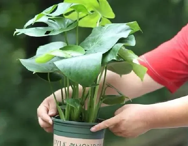 植物换土|龟背竹换土时间和方法 换土后养护措施及注意事