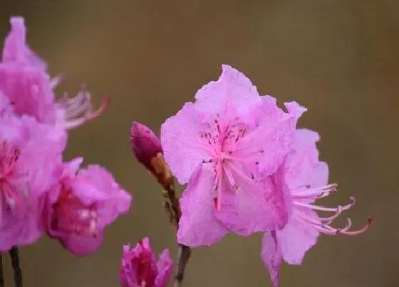 植物毒性|金达莱花有毒吗 可以放在室内养吗