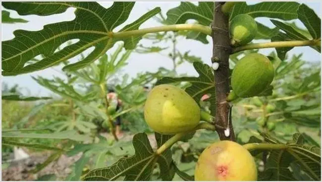 无花果田间管理技术注意什么 | 种植资料