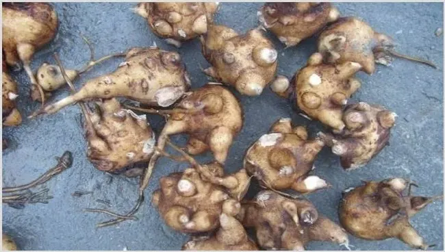 附子的种植管理技术 | 自然知识