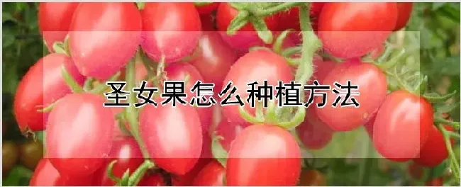 圣女果怎么种植方法 | 种植技术