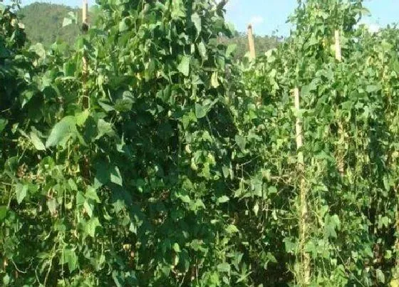 植物播种|花豆什么时候播种合适