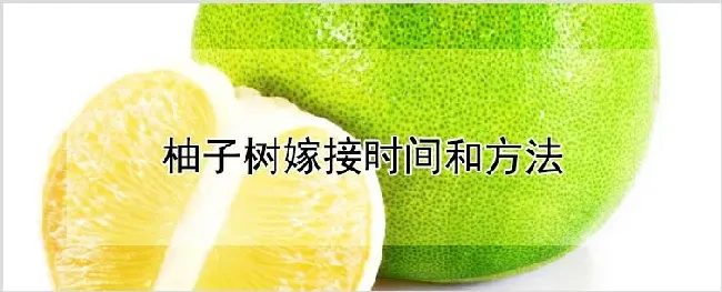 柚子树嫁接时间和方法 | 种植资料