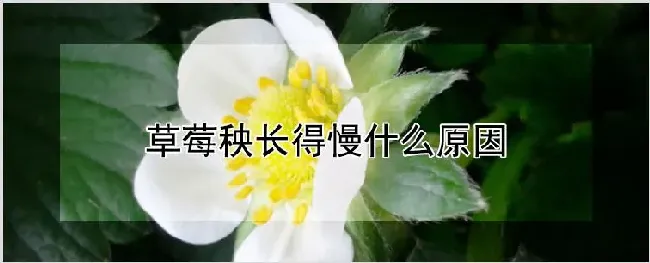 草莓秧长得慢什么原因 | 耕种资料