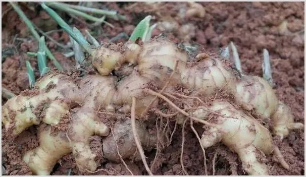 生姜高产种植技术要点 | 种植资料