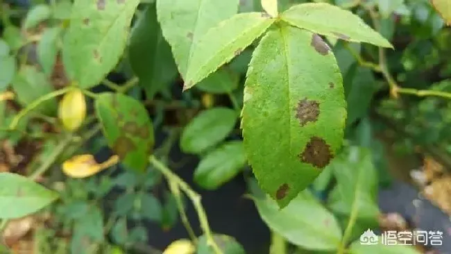 植物病害|月季冬天怎么预防病虫害（怎样预防月季几种常见虫害）