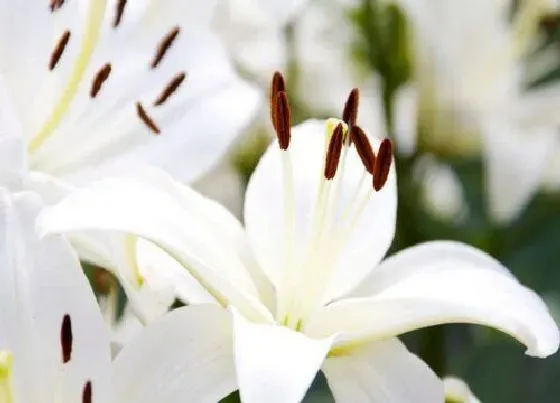 送花|老公生日送什么花好