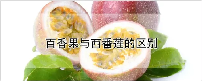 百香果与西番莲的区别 | 农业科普