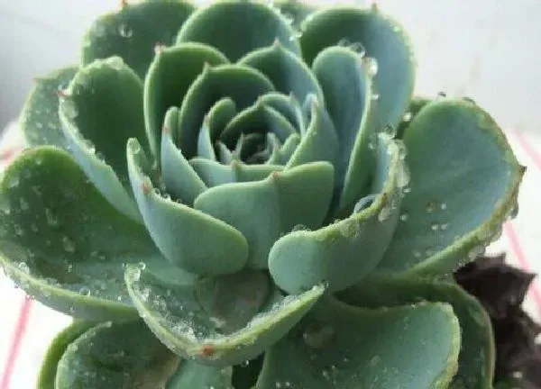 养殖方法|石莲花的养殖方法和注意事项