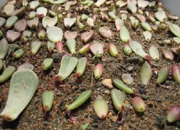 植物生根|多肉扦插多久生根发芽 什么时候扦插成活率高