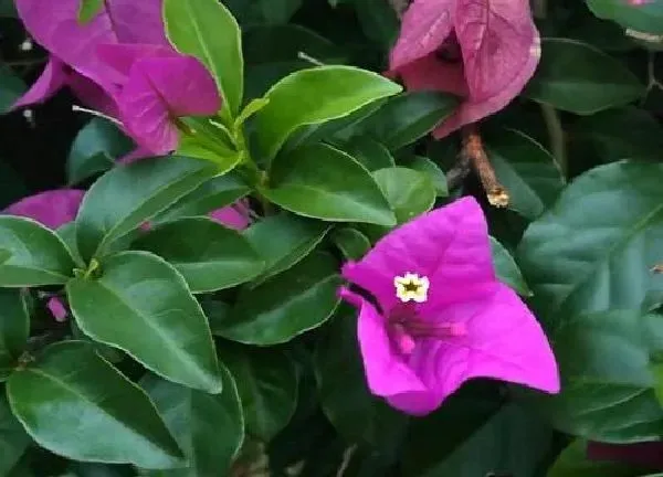 养殖科普|胭脂红三角梅勤花吗 三角梅胭脂红的短缺点