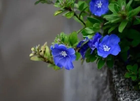 植物百科|蓝星花是多年生吗