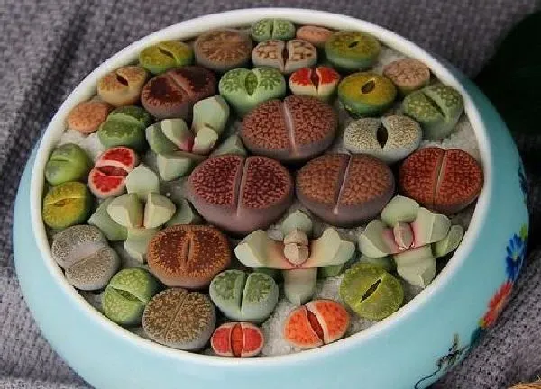 植物浇水|生石花移盆后要浇水吗