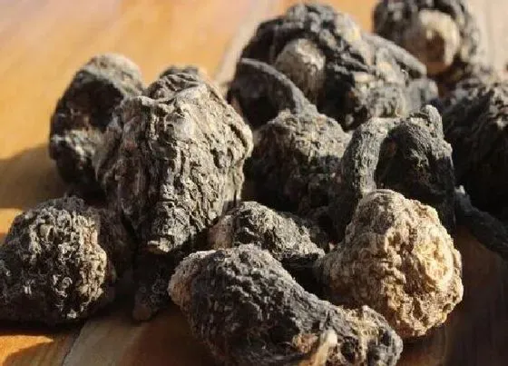 生长环境|玛咖的生长环境 主要产地在哪里