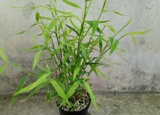 植物修剪|姬翠竹怎么修剪方法