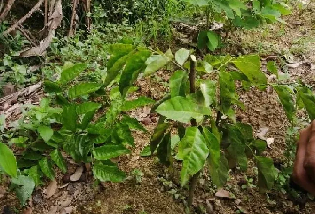 植物嫁接|黄皮树嫁接方法